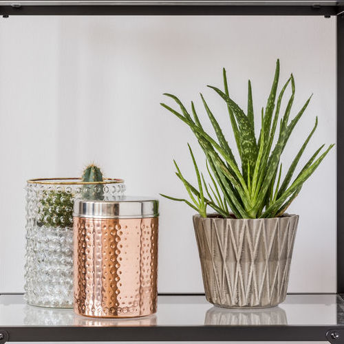 Plants and Containers on Glass Shelves.